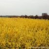 大量供應工程苗金鐘花 黃金條 金鐘花價格 細葉連翹 金鐘花苗