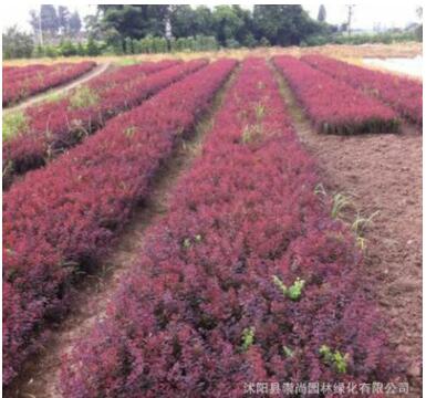 紅葉小檗球 紅葉小波 紅葉小檗 1-3年生紅葉小檗量大從優