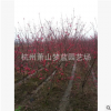 紅葉碧桃 土球 冠幅好 精品 優質苗 城市行道樹 庭院 綠化 工程