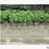 紫鵑球 品種規格 齊全 蕭山 園林 綠化 工程 別墅 用苗 量多直銷