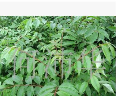 西南苗木基地（批發(fā)）優(yōu)質(zhì)品種黃柏苗 可用藥材