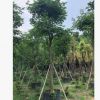 黃花風鈴木 風鈴木基地直銷 大量批發 園林景觀工程供應