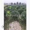 無刺構骨球 土球好 冠幅好 花灌木 地被 球類 色塊類 草花類 齊全