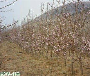 叢生山桃樹