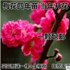 紅梅綠梅臘梅樹(shù)樁盆景造型盆景紅梅盆景梅花樹(shù)苗庭院盆栽量大優(yōu)惠