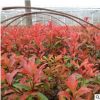 廠家直銷(xiāo)灌叢花卉批發(fā)耐寒觀葉植物 宿根植物 紅葉石楠 量大從優(yōu)