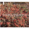 小丑火棘 地被 球類 水生植物 品種 規格 齊全 蕭山園林 綠化苗圃