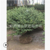 龜甲冬青毛球 土球好 冠幅好 蕭山 苗圃 精品苗 園林 綠化 工程