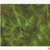 金魚藻 水生 植物 花灌木 地被 球類 色塊 喬木 園林 蕭山 苗圃