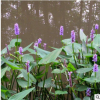 海壽花 各種 水生 植物 花藝 地被 色塊類 批發 蕭山 基地 直銷