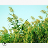 蘆竹 水生 植物 地被 色塊類 品種 規格 齊全 蕭山 園林 綠化