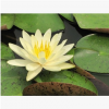 睡蓮 水生植物 優質苗 成活率 高 荷塘 公園 水上種植 美化環境