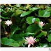 睡蓮 水生植物 優質苗 成活率 高 荷塘 公園 水上種植 美化環境