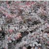 杭州 蕭山 優(yōu)質(zhì) 紅花繼木 金葉女貞 綠化樹木 園林 地被 色塊量多