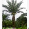 大量低價(jià)供應(yīng)綠化苗木中東海棗自家苗場種植銷售寵物及園藝園林