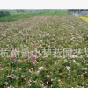 豐花月季 盆栽 地栽苗 綠化 工程 當(dāng)年開花 大花月季 花卉 庭院