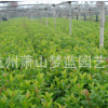 歐洲莢蒾 土球好 冠幅好 精品 優(yōu)質(zhì)苗 樹木 園林 地被 草花