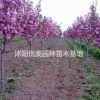 供應/美人梅、黃金槐、紅葉小檗、