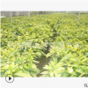 灑金珊瑚 土球好 冠幅好 精品苗 成活率高 蕭山 園林 花藝 苗圃