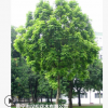 低價供應綠化苗木麻楝花木農戶自家花場直銷寵物及園藝園林