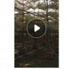 低價供應綠化苗木錦葉欖仁花木農戶自家花場直銷寵物及園藝園林