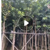低價供應綠化苗木水翁花木農戶自家花場直銷寵物及園藝園林