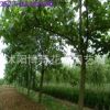 專供綠化苗木 行道樹(shù) 泡桐 規(guī)格齊全 4cm泡桐樹(shù)批發(fā) 生長(zhǎng)快易成活