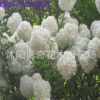 庭院花卉植物木本繡球苗 白繡球 瓊花樹(shù)繡球花 盆栽地栽花期久
