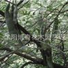 批發(fā)皂角樹(shù)苗 皂角苗 皂莢小苗 居家鎮(zhèn)宅寶樹(shù) 造刺樹(shù)苗 藥材樹(shù)苗