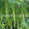 基地直銷楓楊樹(shù) 綠化工程苗木 造景效果好 成活率高 量大從優(yōu)