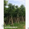 低價大量供應大葉榕綠化苗木花木農戶自家花場直銷型寵物及園藝林