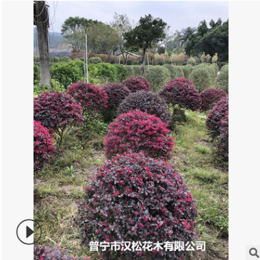 低價(jià)供應(yīng)繼木球/樹(shù)苗/檵木綠籬紅花種植高度寵物及園藝園林植物