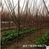 美人梅批發(fā) 工程綠化梅花樹苗 觀花觀葉植于庭院路旁紅梅苗直銷