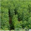 苗木基地批發(fā) 烏桕樹小苗 紅葉烏桕樹小樹苗 烏桕苗 綠化苗木苗