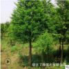 批發(fā)樸樹樹苗 基地直供 綠化苗木工程綠化苗基地 規(guī)格全 量大優(yōu)惠