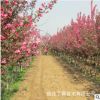 種植基地暢銷北美海棠小樹苗絢麗海棠冬紅果海棠價格 觀賞樹