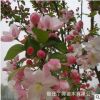 基地西府海棠 海棠嫁接西府海棠樹批發(fā)優(yōu)質(zhì)工程綠化庭院