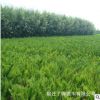批發(fā)灌木 沙地柏 沙地柏樹苗 鋪地柏 綠化苗/工程用苗 價格低質(zhì)優(yōu)