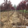 紫葉桃紅葉碧桃 紅葉碧桃樹苗庭院觀賞批發(fā)量大優(yōu)慧