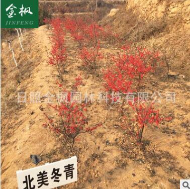 廠家銷售 工程用北美冬青苗 直銷北美冬青 誠信經營多規格冬青苗
