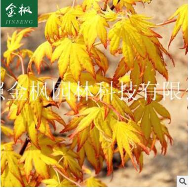 供應 日本紅楓爪柿 日本紅楓小苗苗木 山東綠化苗木批發