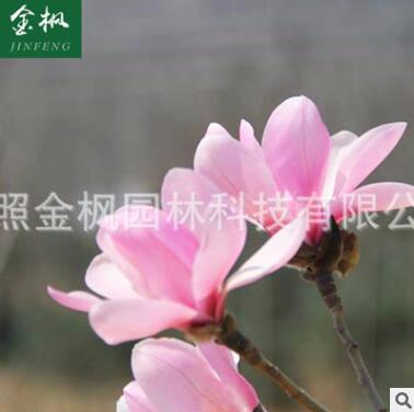 批發 粉玉蘭苗木 綠化工程苗木 規格齊全玉蘭苗木