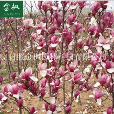 長期供應紫玉蘭 風景樹種類齊全 工程用綠化小苗紅玉蘭小苗