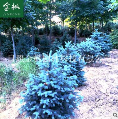 廠家供應 彩葉苗木藍衫小苗 科羅拉多藍杉苗木