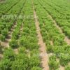 大量供應龍柏苗 龍柏工程苗 龍柏球 優質龍柏小苗供應各種規格的
