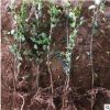 批發小葉女貞籬 園林造型樹小苗 工程綠化苗木 常綠灌木風景盆栽
