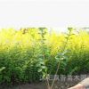 庭院綠化植物金森女貞樹苗 金葉女貞球小苗彩色綠化苗木批發