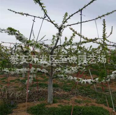 車(chē)?yán)遄訖烟颐缗l(fā)基地，2公分粗吉塞拉矮化美早櫻桃苗批發(fā)價(jià)格