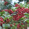 花椒樹苗花椒苗正宗高產(chǎn)大紅袍麻椒獅子頭盆栽地栽南北方種植包郵