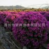 產地批發供應勒杜鵑球 紫花三角梅球 紅花三角梅球 九重葛球形